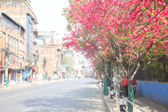 Kathmandu Adorned with Cherry Blossoms in Full Bloom (Photos)
