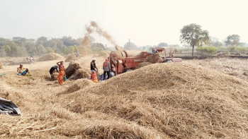 Harvest Hustle in Terai-Madhesh: Farmers Busy at Work (Photo Feature)