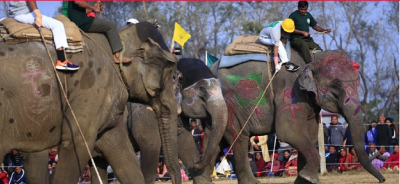 Call to Permanently End Elephant Polo and Football Games
