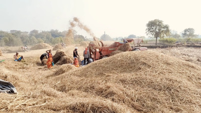 Harvest Hustle in Terai-Madhesh: Farmers Busy at Work (Photo Feature)