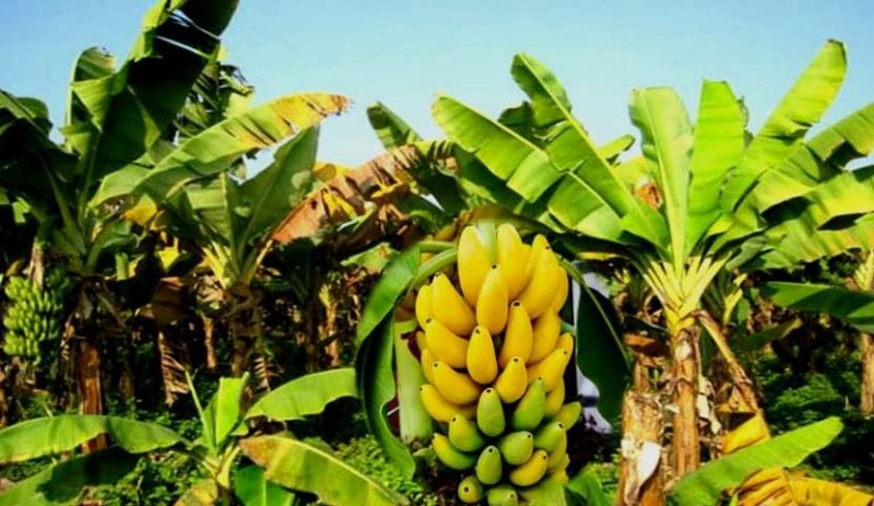 Nepalese Banana Producers Urge Ban on Imports During Festivals