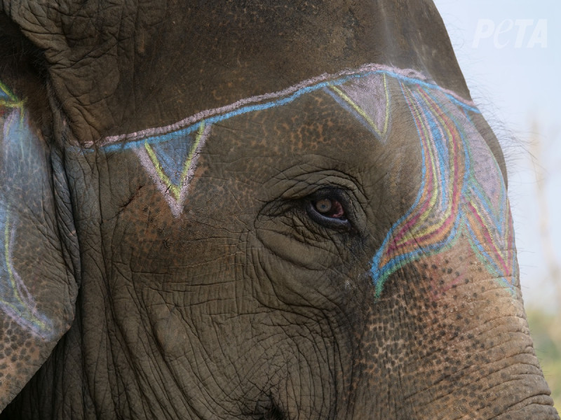 Experts Condemn Chitwan Festival’s Elephant ‘Games’ as Police Rip Down Appeal to End Abuse