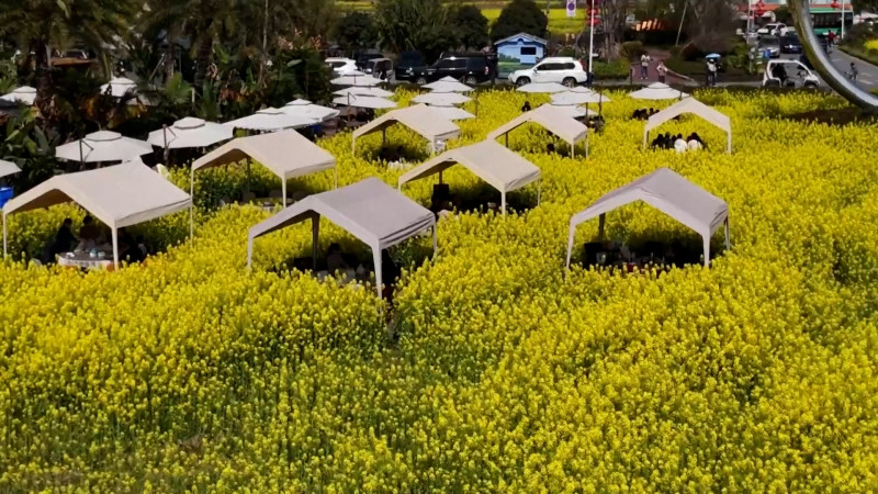 Chongzhou’s Mustard Fields: A New Spring Hotspot for Food and Flowers
