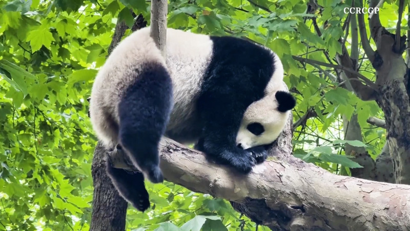 Giant Pandas' Amazing Tree-Climbing Skill