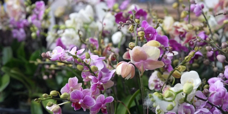 Choice Flower Orchid: Business Booms in China