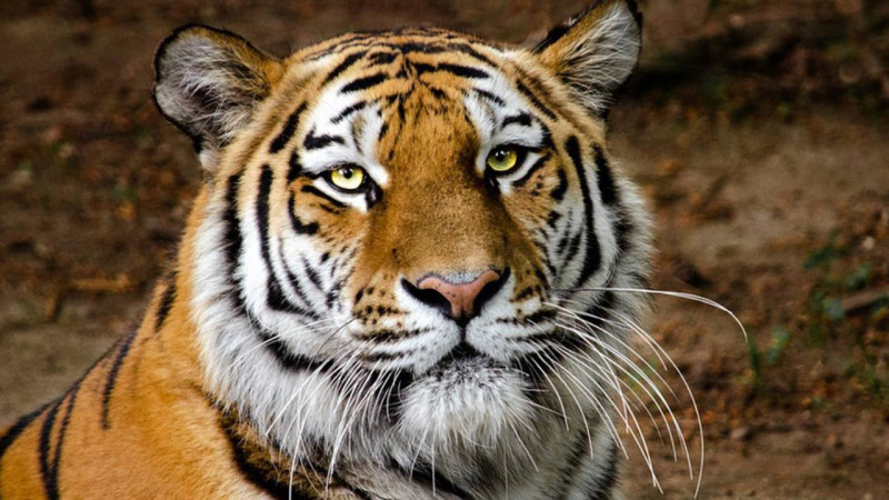 World Tiger Day Being Celebrated