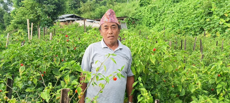 Motibahadur Saru Magar Earning Lakhs from Akbare Chilli Farming