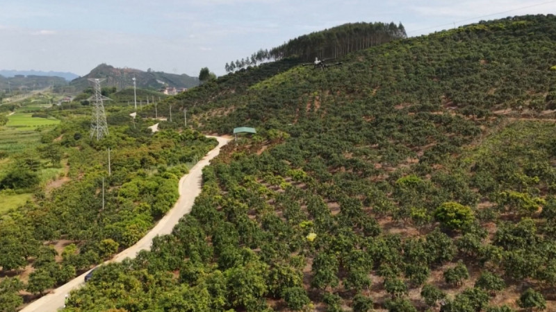 Drone Usage for Harvesting Mangoes in South China