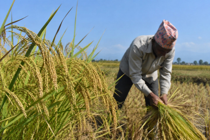 Rice Production Decline Limits Agricultural Sector Growth to 1.58 Percent