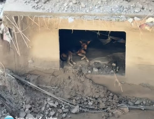 Dog Refuses to Leave Ruins as Master Goes Missing in Bhote Koshi Flood