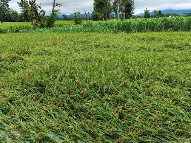 Monsoon to Fully Withdraw from Nepal from Wednesday, Easing Rice Harvesting