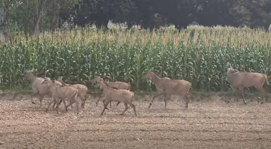 Farmers in Rautahat Distressed by Nilgai Menace