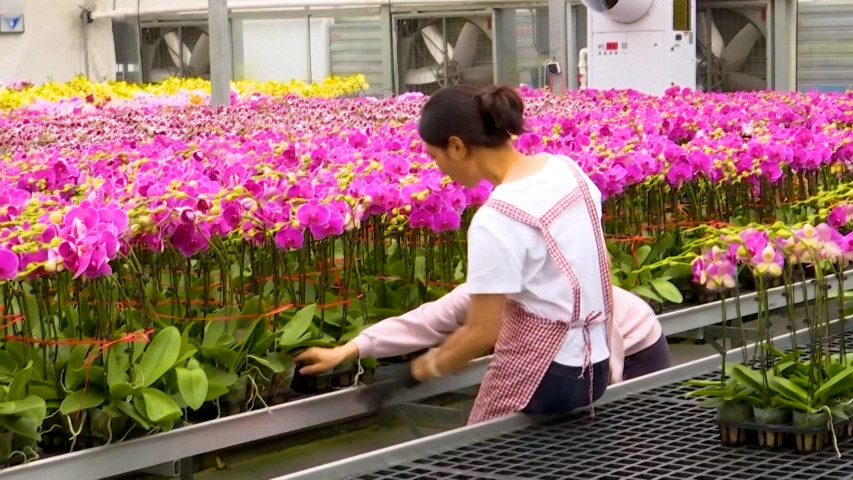 Chinese Orchid Exports Surge Ahead of Spring Festival
