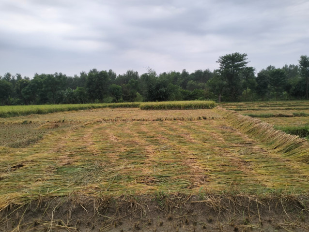 Heavy Rainfall in Kailali Damages Harvested Paddy Crop