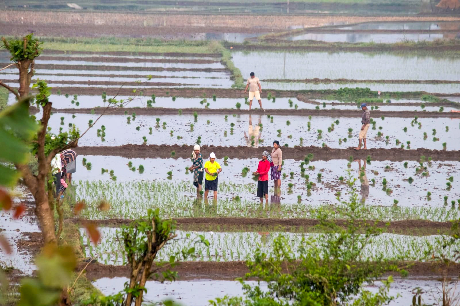 Sauraha Farmers Busy with Chaite Paddy Planting (Photo, Feature)