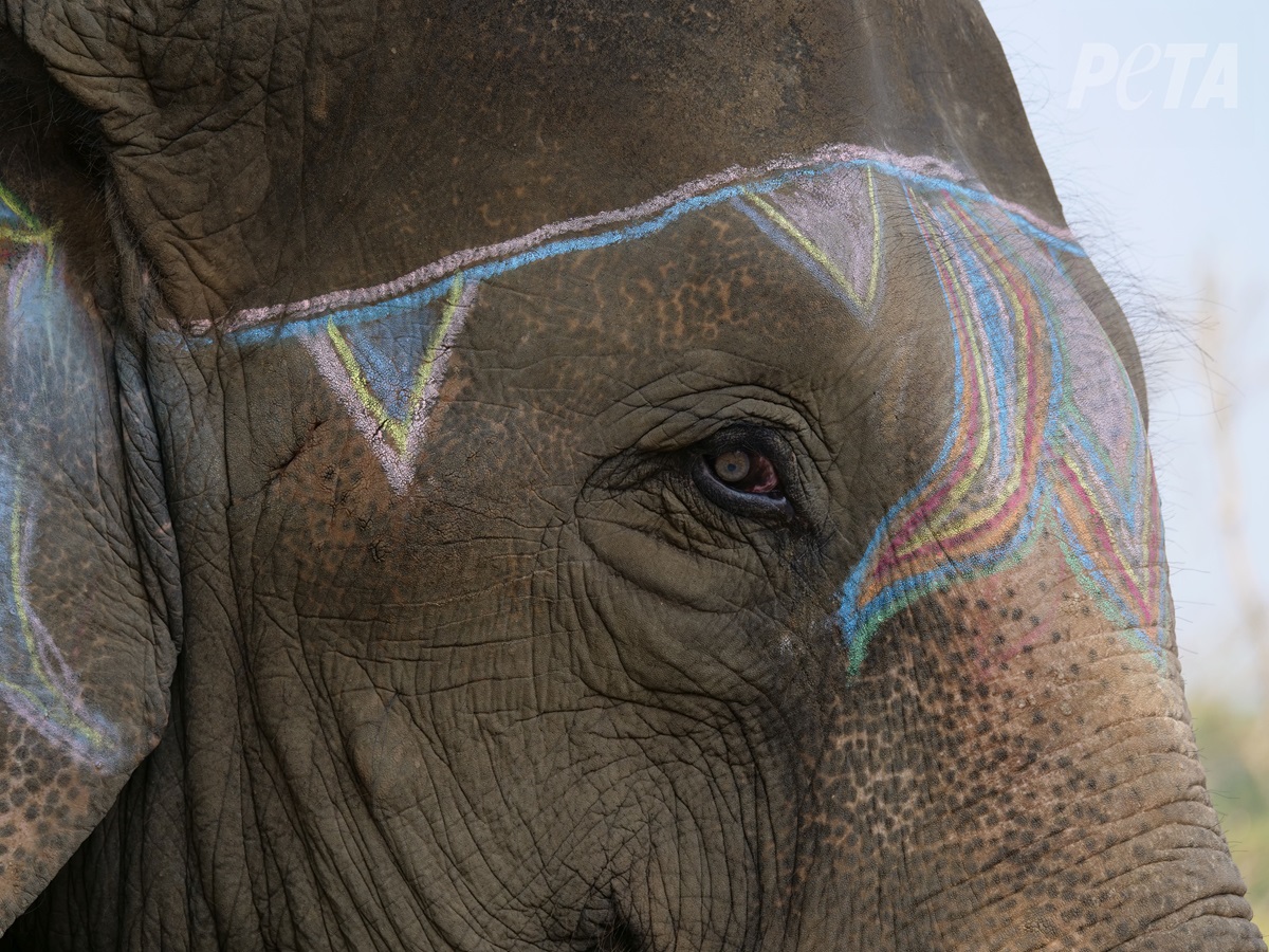 The Chitwan Elephant Festival must end its abuse of elephants