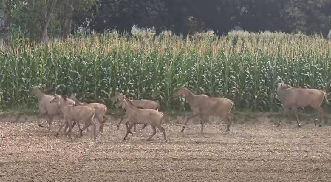 Farmers in Rautahat Distressed by Nilgai Menace